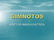 GIMNOTOS