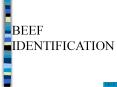BEEF IDENTIFICATION PowerPoint PPT Presentation