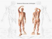 Sistema Muscular (miologia)