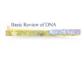 Basic Review of DNA PowerPoint PPT Presentation