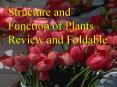 Structure and Function of Plants Review and Foldable PowerPoint PPT Presentation