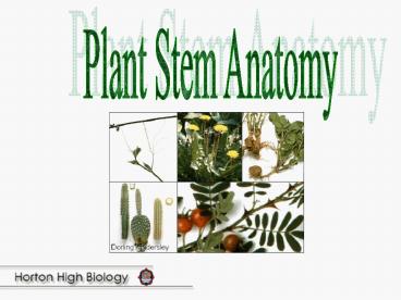 Plant Stem Anatomy