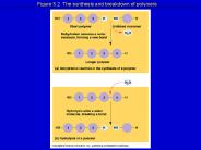 Figure 5.2 The synthesis and breakdown of polymers