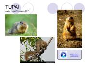 TUPAI oleh : Nur Chasana R.D.
