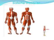 Sistema muscular