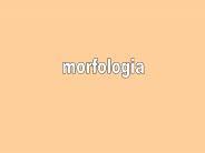 morfologia