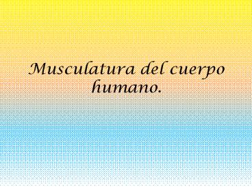 Musculatura del cuerpo humano.