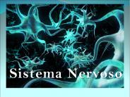 Sistema Nervoso