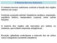 O Sistema Nervoso Aut