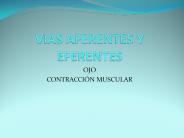 VIAS AFERENTES Y EFERENTES