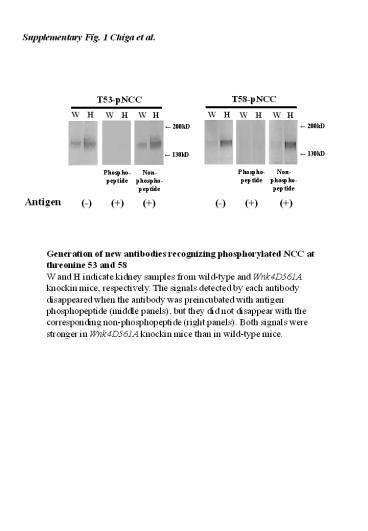 Supplementary Fig. 1 Chiga et al.