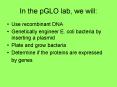 In the pGLO lab, we will: PowerPoint PPT Presentation