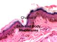 Skin and Body Membranes PowerPoint PPT Presentation