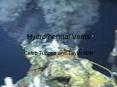 Hydrothermal Vents PowerPoint PPT Presentation