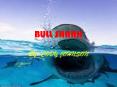 BULL SHARK PowerPoint PPT Presentation