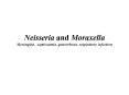 Neisseria and Moraxella Meningitis, septicaemia, gonorrhoea, respiratory infection PowerPoint PPT Presentation