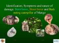 Identification, Symptoms and nature of damage: Stem borer, Shoot borer and Bark eating caterpillar of Mango PowerPoint PPT Presentation