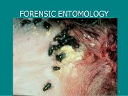 FORENSIC ENTOMOLOGY