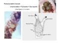 Urochordates = Tunicates = Sea squirts PowerPoint PPT Presentation