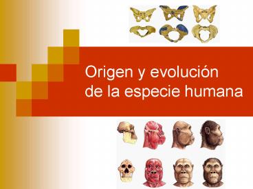 Origen y evoluci