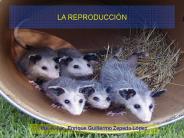 LA REPRODUCCI
