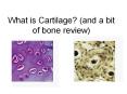 What is Cartilage? (and a bit of bone review) PowerPoint PPT Presentation