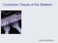 Connective Tissues of the Skeleton PowerPoint PPT Presentation