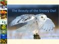 The Beauty of the Snowy Owl PowerPoint PPT Presentation