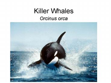 Killer Whales