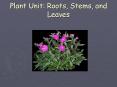 Plant Unit: Roots, Stems, and Leaves PowerPoint PPT Presentation