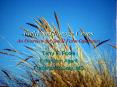 Field and Forage Crops An Overview for Small Farm Operators PowerPoint PPT Presentation