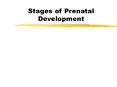 Stages of Prenatal Development PowerPoint PPT Presentation