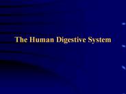 The Human Digestive System