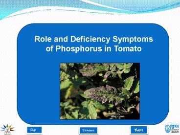 Role and Deficiency Symptoms of Phosphorus in Tomato