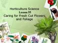 Horticulture Science Lesson 55 Caring for Fresh Cut Flowers and Foliage PowerPoint PPT Presentation