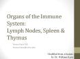 Organs of the Immune System: Lymph Nodes, Spleen PowerPoint PPT Presentation