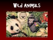 Wild Animals