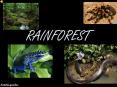 RAINFOREST PowerPoint PPT Presentation