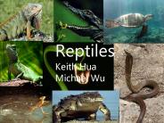 Reptiles Keith Hua Michael Wu