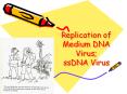 Replication of Medium DNA Virus; ssDNA Virus PowerPoint PPT Presentation