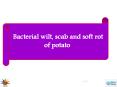 Bacterial wilt, scab and soft rot of potato PowerPoint PPT Presentation