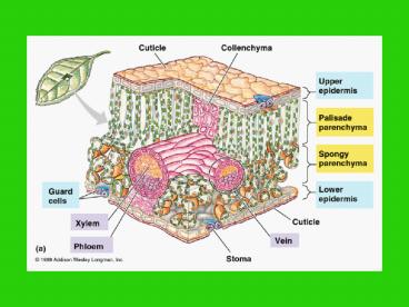 Light Reaction of Photosynthesis