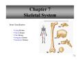 Chapter 7 Skeletal System PowerPoint PPT Presentation