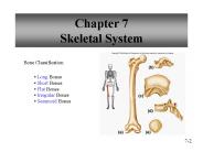 Chapter 7 Skeletal System