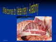 Welcome to Veterinary Anatomy PowerPoint PPT Presentation