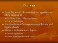Pharynx PowerPoint PPT Presentation