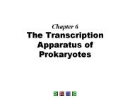 Chapter 6 The Transcription Apparatus of Prokaryotes