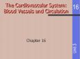 The Cardiovascular System: Blood Vessels and Circulation PowerPoint PPT Presentation