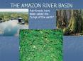 THE AMAZON RIVER BASIN PowerPoint PPT Presentation