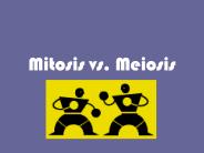 Mitosis vs. Meiosis